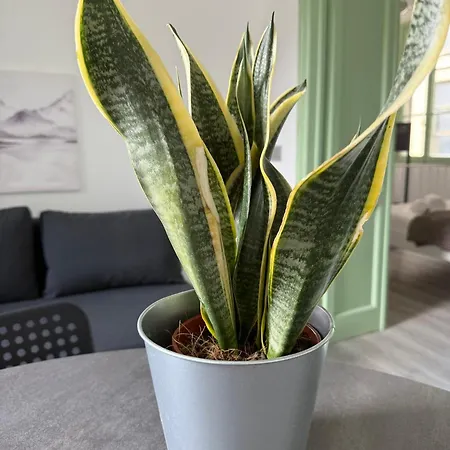 דירה Luce Sul - Centro Storico - 3min Walking *